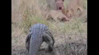 Crocodile VS Lion [upl. by Idok]