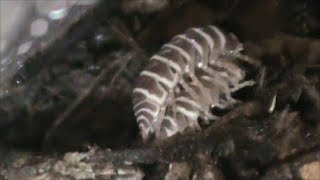 Chocolate Male Zebra Isopod Mating w ChocOrange Female [upl. by Anilak]