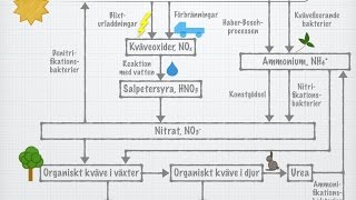 Kvävets kretslopp gammal [upl. by Morgun]