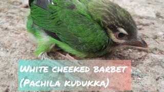 White cheeked barbet or small cheek barbetPachila Kudukka [upl. by Hillier]