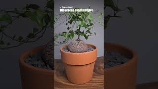 Диоскорея элифантипс Dioscorea elephantipes [upl. by Anibas]