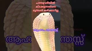 മൂർഖൻ explore adventure reels shortvideo trending shortfeed aacharyaacademy food [upl. by Etom332]