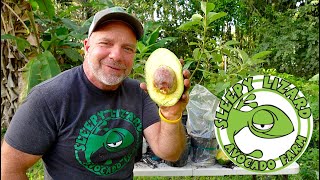 How To Grow Avocados From A Store Bought Avocado Seed [upl. by Alair]