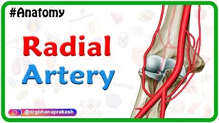 Radial artery Anatomy Animation  Course﻿ Branches ﻿Clinical aspects  Usmle review [upl. by Gentille]