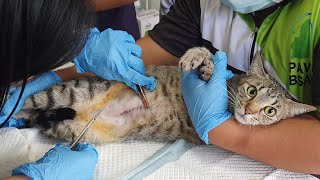 Why Cat Suture Removal is a Game Changer [upl. by Mindy]