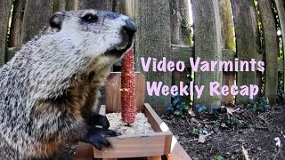 Video Varmints Weekly Recap Volume 5 [upl. by Roots]