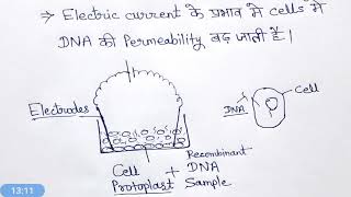 Direct gene transfer method hindi [upl. by Eytak]