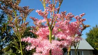 Лабазник красный «Венуста» Filipendula rubra Venusta [upl. by Analat801]