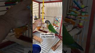 How can we tell if Green Cheek Conure likes his toys bird parrot care [upl. by Anitsua288]