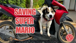 Saving Super Mario [upl. by Zamir996]