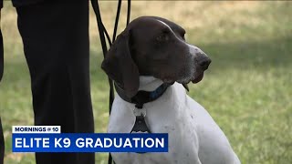 Elite NYPD K9 units graduate on Randalls Island [upl. by Xylina830]