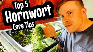 Beginner Care Hornwort Plant Guide [upl. by Fazeli]