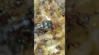 Pheidole Nodusnoda amazing insects edsants [upl. by Press731]