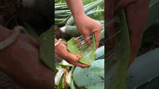 Natural aloe vera from the jungle shorts nature amazing [upl. by Annovad]