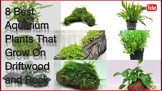 8 Best Aquarium Plants That Grow On Driftwood and Rock [upl. by Nohsad]