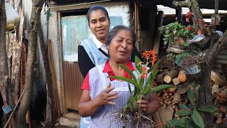 Mi suegra me ayuda a trasplantar mis plantas de fresa y unas orquídeas [upl. by Gnik34]