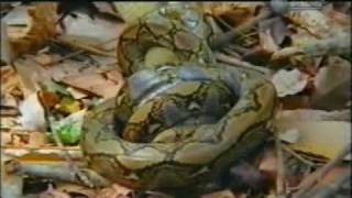 king cobraOphiophagus hannah vs reticulated pythonPython reticulatus [upl. by Barbey]