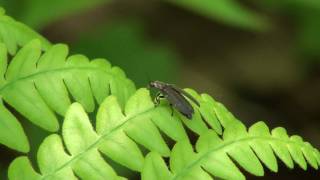 Diurnal Firefly Lampyridae Ellychnia corrusca Taking Flight [upl. by Craner]