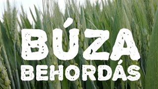 Búza behordás MELÓ videó [upl. by Netsryk]