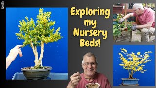 Exploring my Bonsai Nursery Beds at Bonsai for Breakfast Ep 8 [upl. by Emlin148]