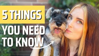 Mini Schnauzers 5 Tips You NEED to Know Before Getting One [upl. by Susanna]