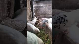 Ternak Parkit Bird Aviary in The Morning shortvideo aviary birdslover [upl. by Oicnerual]