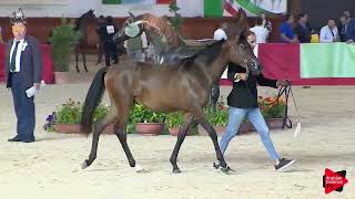 Italian Nationals 2019  Yearling Fillies Class 1B [upl. by Suidaht963]