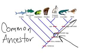 Cladogram [upl. by Hukill]