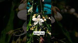 Clerodendrum WallichiBridal Veil [upl. by Meda]