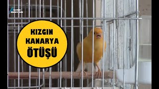 KANARYA KIZGINLIK ÖTÜŞÜ  Eşine Kur Yapan Kanarya  Dik Ötüm [upl. by Silloh712]