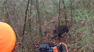 Chasse au gros gibier en battue sanglier cerf chevreuil [upl. by Jordanna130]