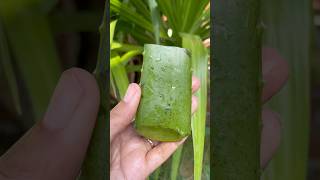 Aloes Vera is good for skinshorts aloevera [upl. by Reinnej]