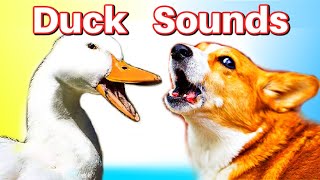 Duck Noises for Dogs [upl. by Nadabus]