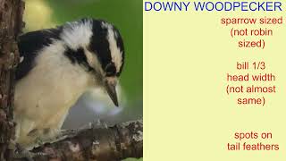 IDENTIFYING A DOWNY WOODPECKER [upl. by Searby]