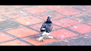 how to treat a pigeon with splayed legs [upl. by Elenaj]