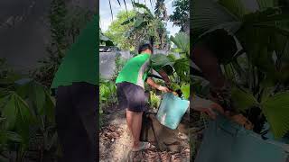 HOW TO TRANSFER LICUALA GRANDIS plants gardening [upl. by Idnis]