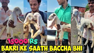 Bakra Mandi Se Saste Bakre At ABC Goats  Ab Sabko Shauk Karaenge [upl. by Elocyn]