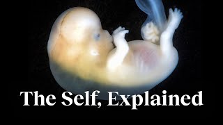 The science of the “self” — explained by a biologist  Michael Levin [upl. by Annoed]