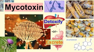 mycotoxin [upl. by Anderegg]