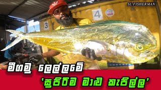 Expert A Masterclass in Fish Cutting Straight from Negombo Fish Market Sri Lanka [upl. by Zack471]