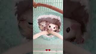 A girl saved little sugar gliders in a storm sugarglider loveanimals shorts [upl. by Azrim]