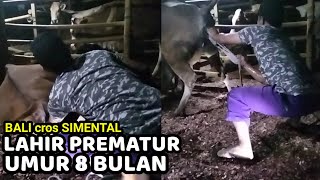 Dramatis ‼️ Membantu Sapi Melahirkan Prematur Umur 8 Bulan  Pedet Simental [upl. by Knarf917]