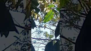 Pecho Amarillo cantando nature forest viralvideo birdsounds birds shorts naturaleza aves [upl. by Quartana]