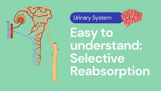 Selective Reabsorption in the Kidney  Excretion [upl. by Reisfield]