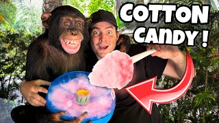 MAKING COTTON CANDY WITH CHIMPANZEE  WHAT HAPPENS [upl. by Basso]