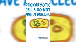 Eukaryotes vs Prokaryotes 🤔 [upl. by Orvil]