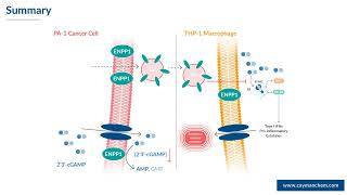 Modulation of ENPP1 Activity amp 2´3´cGAMP Degradation in Ovarian Cancer Cell Lines [upl. by Sitelc]