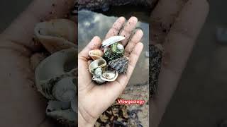 Geologist in beach funny geology seashell beach geologist rocks fun shorts youtube shell [upl. by Charles]