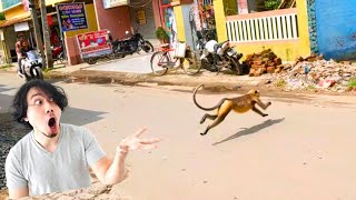 langur Big jump 🦘How high can a monkey jump [upl. by Bohlin]