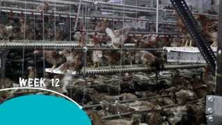 Vencomatic Group Jump Start  Rearing system for layers [upl. by Sabanrab]